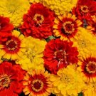100 SOUTH OF THE BORDER ZINNIA SEED MIX