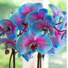 50 Dendrobium Orchid Seeds | Ornamental Flower | Tropical Houseplant  mixed pink, blue