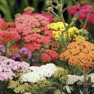 Yarrow COLORADO Mix 100+ Seeds | Perennial Wildflower Xeriscaping Non-GMO USA