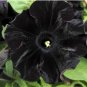 Black Petunia Flower Seeds