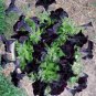 Black Petunia Flower Seeds
