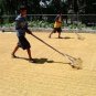Rice  Seeds Best 100% organic  Ceylon White Rice Seeds