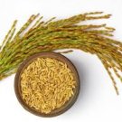 Rice  Seeds Best 100% organic  Ceylon White Rice Seeds
