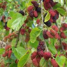 50 Black Mulberry Seeds (Morus nigra), Heirloom Fruit Tree Seeds 50 Black Mulberry Seeds (Morus nigra), Heirloom Fruit Tree Seeds