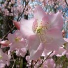 50 Royal Azalea Seeds (Rhododendron schlippenbachii), Pink Spring Blooms