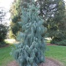 Rare Kashmir Cypress 30 Seeds, Cupressus cashmeriana Tree