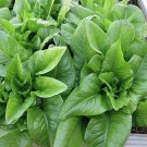500 Amish Deer Tongue Seeds Leaf Lettuce Seeds NON-GMO Vegetable