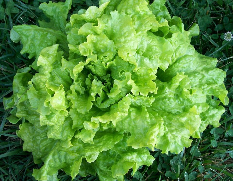 700 Black Seeded Simpson Seeds Leaf Lettuce Seeds NON-GMO Vegetable