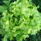 700 Black Seeded Simpson Seeds Leaf Lettuce Seeds NON-GMO Vegetable