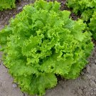 600 Grand Rapids Seeds Leaf Lettuce Seeds NON-GMO Vegetable