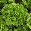 500 Green Salad Bowl Seeds Leaf Lettuce Seeds NON-GMO Vegetable