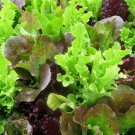 800 Leaf Lettuce Seeds Gourmet Salad Blend Fresh Harvest US Seller