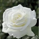 10 of Double White Rose Seeds Flower Bush Perennial Shrub Flowers Seed Toad Best