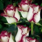 10 of White Pink Rose Seeds Flower Bush Perennial Flowers Seed Bloom Toad Best