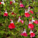 50 of Hot Lips Salvia Seeds Flower Seed Perennial Flowers Hummingbird Toad Best