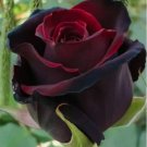 10 of Red Black Rose Seeds Flower Bush Perennial Bloom Shrub Flowering Seed Toad Best
