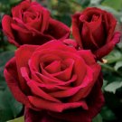 10 of Double Red Rose Seeds Flower Bush Perennial Shrub Flowers Seed Toad Best