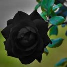 10 of Black Rose Seeds Flower Bush Perennial Shrub Flowers Seed Toad Best