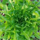 500 Oakleaf Seeds Leaf Lettuce Seeds NON-GMO Vegetable