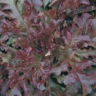 500 Red Salad Bowl Seeds Leaf Lettuce Seeds NON-GMO Vegetable
