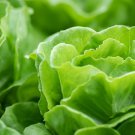 700 Tom Thumb Seeds Leaf Lettuce Seeds NON-GMO Vegetable