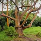 50 of Mixed Gum Eucalyptus Seeds Tree Flower Perennial Flowers Seed Toad Best