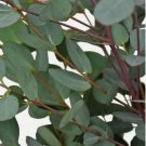 50 of Moon Lagoon Eucalyptus Seeds Tree Flower Perennial Flowers Seed Toad Best