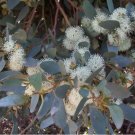 50 of Moot Eucalyptus Seeds Tree Flower Perennial Flowers Seed Toad Best