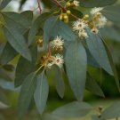 50 of Peppermint Eucalyptus Seeds Tree Flower Perennial Flowers Seed Toad Best