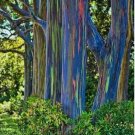 50 of Rainbow Eucalyptus Seeds Tree Flower Perennial Flowers Seed Toad Best