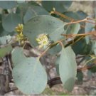 50 of Red Box Eucalyptus Seeds Tree Flower Perennial Flowers Seed Toad Best