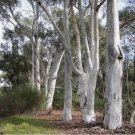 50 of Red Spotted Eucalyptus Seeds Tree Flower Perennial Flowers Seed Toad Best