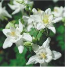 100 Crystal Star Columbine Seeds | Non-GMO