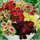 COLEUS RAINBOW MIX FLOWER SEEDS NON GMO FRESH HARVEST