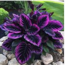 Purple Tip Calathea Couture Flower Indoor or Outdoor Beautiful Plant 25 Seeds