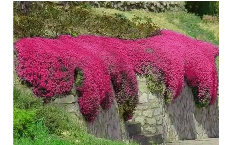 Red Creeping Thyme Seeds -- Groundcover -- Non-GMO -- FRESH 1000+ Seeds