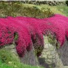 Red Creeping Thyme Seeds -- Groundcover -- Non-GMO -- FRESH 1000+ Seeds