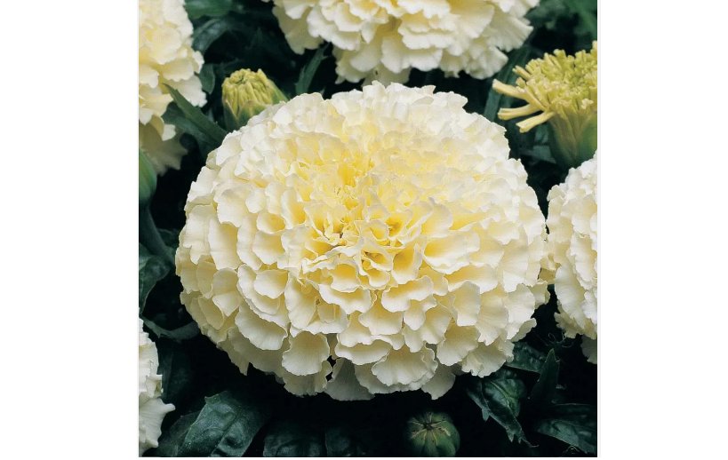 Moonlight Marigold Seeds | Non-GMO 50 Seeds