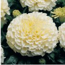 Moonlight Marigold Seeds | Non-GMO 50 Seeds