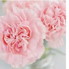 50 La France Carnation Seeds | Non-GMO