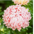 50 Peony / Paeony Duchess Apricot Aster Seeds | Non-GMO
