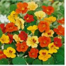 10 Jewel Mix Nasturtium Flower Seeds | Heirloom | Non-GMO
