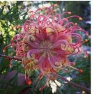 Passion Bee flower garden flower 20 seeds for spring summer gmo organic colorfu