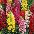 5000 SNAPDRAGON FLOWER SEEDS beautiful TALL MIXED COLORS GARDEN 5000 SNAPDRAGON FLOWER SEEDS beautiful TALL MIXED COLORS GARDEN