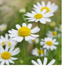 3500 German Chamomile Seeds, NON-GMO, Herbal Tea, Scented Mayweed