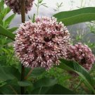 150 Common Milkweed Seeds, Attract Monarch Butterflies, Native Wildflower, Easy Grow