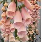 200 Apricot Beauty Foxglove Seeds | Non-GMO |