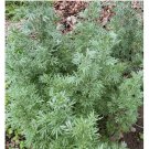 Absinthe Wormwood Seeds 1000 (Artemisia absinthium) | Perennial - USA