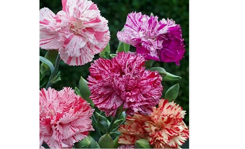 Double Picotee Mix Carnation 100 Seeds | Non-GMO