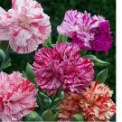 Double Picotee Mix Carnation 100 Seeds | Non-GMO Double Picotee Mix Carnation 100 Seeds | Non-GMO